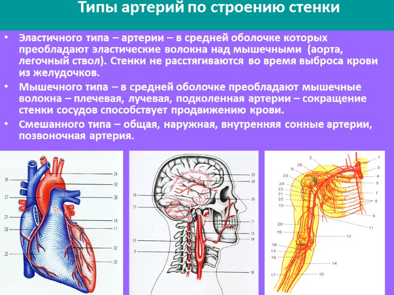 Типы артерий по строению стенки   Эластичного типа – артерии – в средней